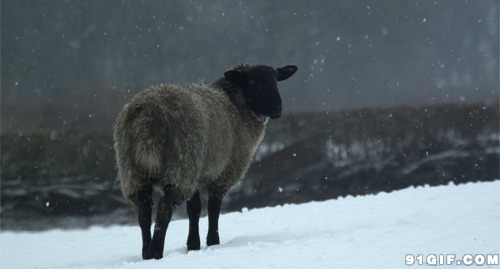 雪地上的山羊图片