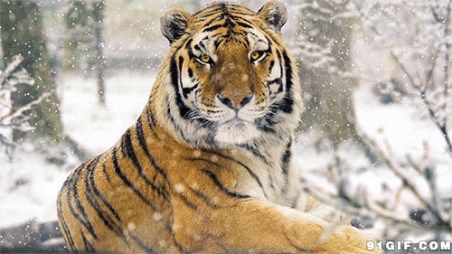 雪地东北虎图片:老虎