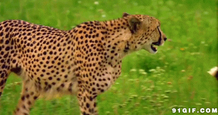 凶猛猎豹动态图片:猎豹,动物