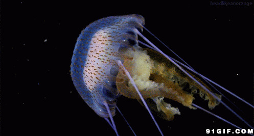 海洋微生物动态图片