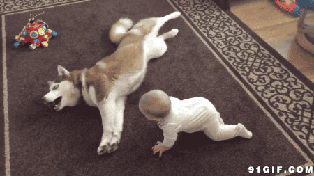 宠物狗狗与婴儿玩耍图片