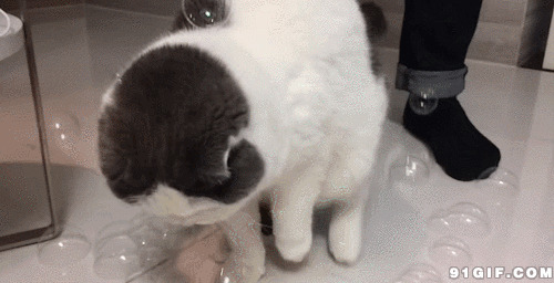 猫猫踩气泡动态图片:猫猫,踩气泡