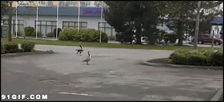 两只鸭子街边打斗图片:鸭子
