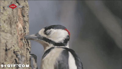 啄木鸟吃虫动态图片