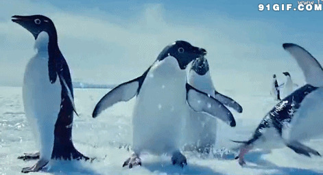 跳出冰洞的南极企鹅图片
