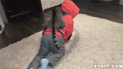 背着猫咪地上爬的小男孩图片:小孩