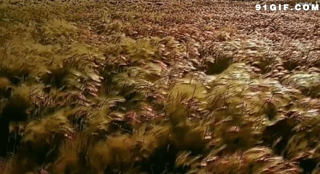 风吹金色稻田图片