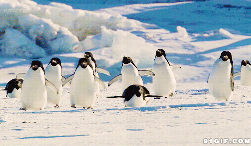 南极玩耍的企鹅图片