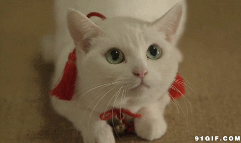 白色可爱小猫咪动态图片:猫