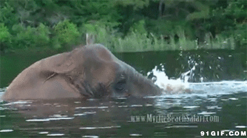 大象与狗狗水里玩耍图片