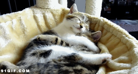 睡得甜甜的小猫咪图片