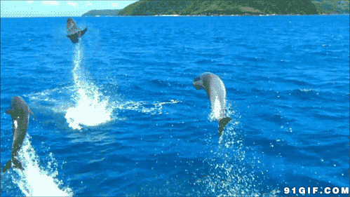 东海海豚跳跃图片