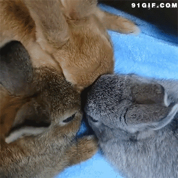 小兔子亲吻图片:,兔子