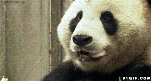 熊猫舔舌头图片:熊猫,