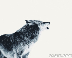 嗷嗷叫的野狼图片