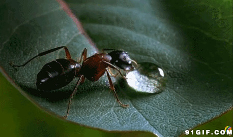 蚂蚁喝水动态图片:蚂蚁,