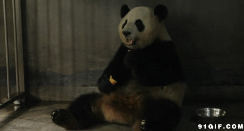 熊猫吃东西图片