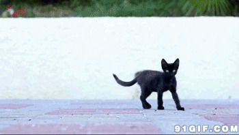 黑色小猫猫动态图片