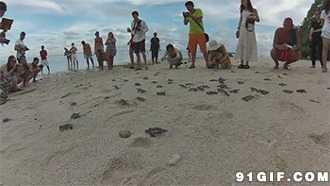 沙滩上的乌龟图片