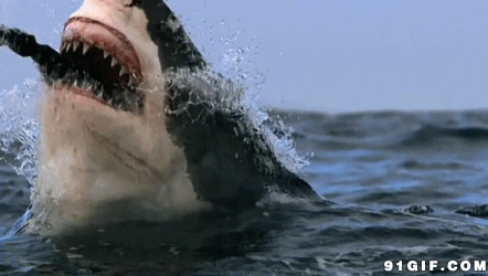 海里大鲨鱼扑食图片:鲨鱼