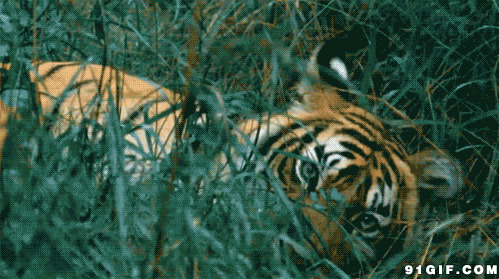 草丛中打滚的老虎图片:老虎