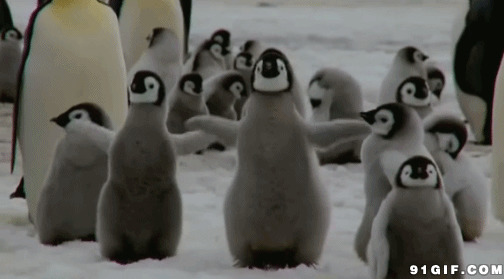 企鹅大家族图片:企鹅