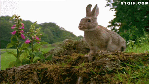 山坡上的小兔子图片:小兔子