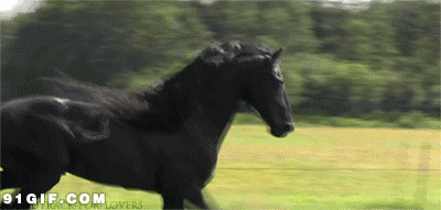 野外飞奔的黑马图片:马