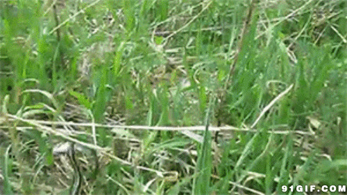 草地爬行毒蛇图片
