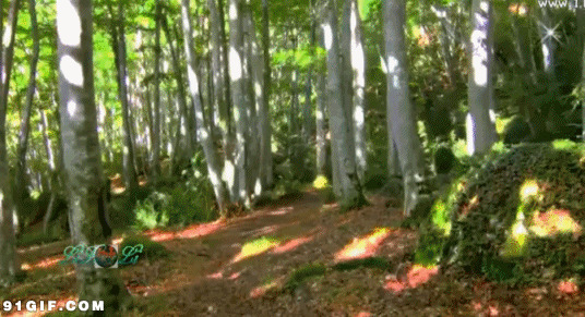 树林里的 阳光图片