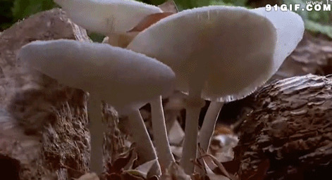 蘑菇生长过程动态图片:蘑菇