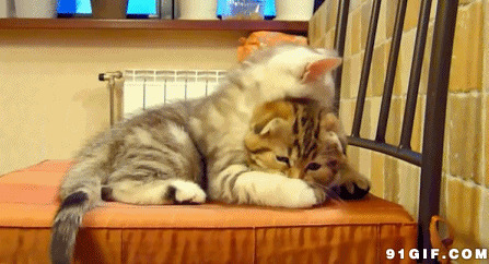 两只搂抱在一起的猫咪图片:猫