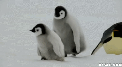 企鹅幼崽动态图片:企鹅