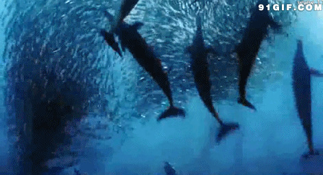 大海翻滚的鲨鱼群图片:鲨鱼