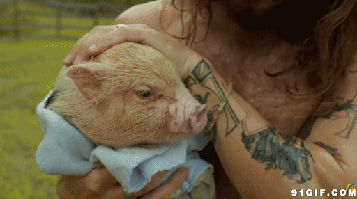 怀抱宠物猪的纹身男子图片:小猪,猪头,