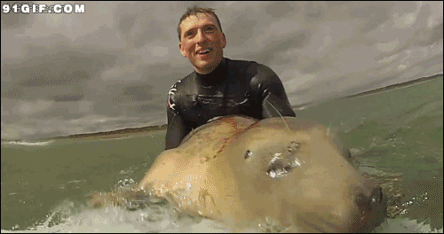 潜水员与海狮快乐玩耍图片:海狮,动物