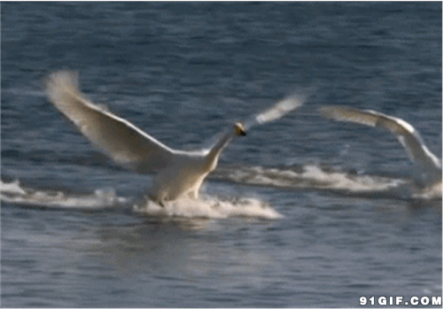 白天鹅湖中展翅滑行图片:天鹅,动物,