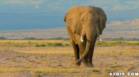 野外行走的大象高清动态图片:大象