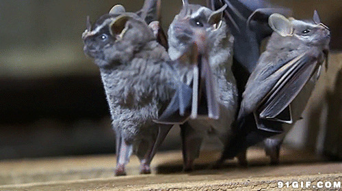 舞蝙蝠跳视频图片:舞蝙,蝠跳