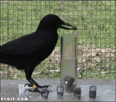 乌鸦喝水视频图片:乌鸦