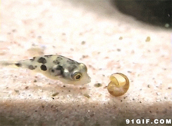 小鱼吃海螺视频图片