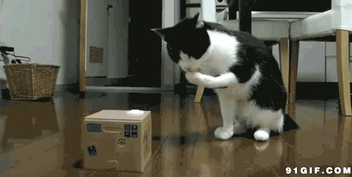 猫猫捉迷藏搞笑视频图片