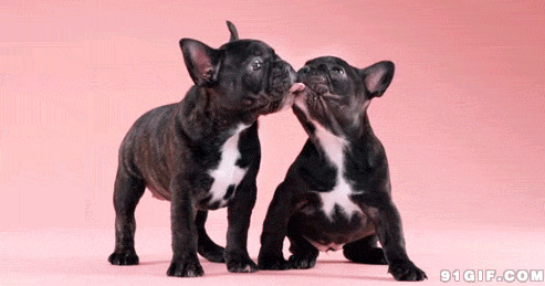 宠物狗狗亲吻视频图片:狗狗,亲吻