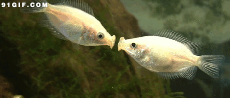 金鱼亲吻视频图片:金鱼,接吻鱼