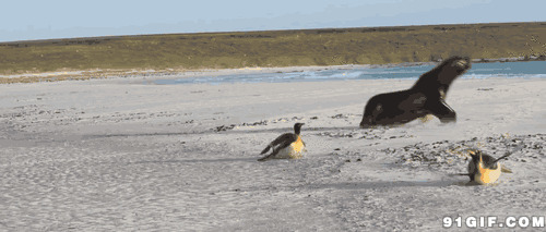 海豚追企鹅图片:企鹅,海豹