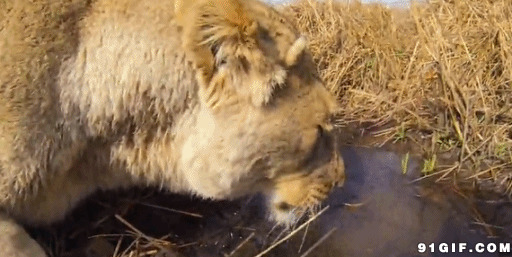 狮子喝水视频图片