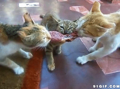 猫猫抢肉吃视频图片:猫猫,