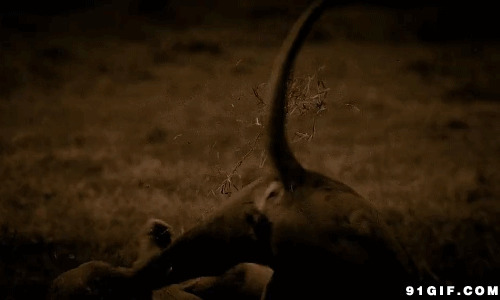狮子咬架视频图片:狮子