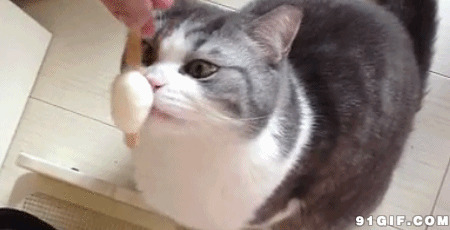 猫猫吃冰棍动态图片
