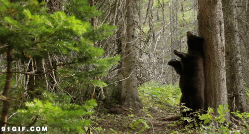 大黑熊树干抓痒图片:黑熊,动物,狗熊